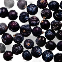 Juniper Berry